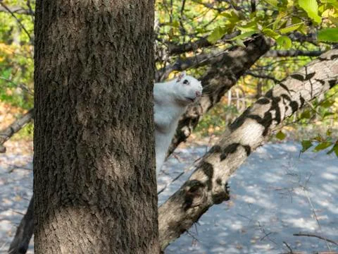 White squirrel peakin from the tree Stock Photos