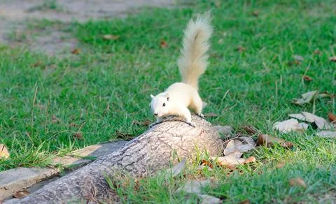 White Squirrel Stock Photos