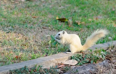 White Squirrel Stock Photos