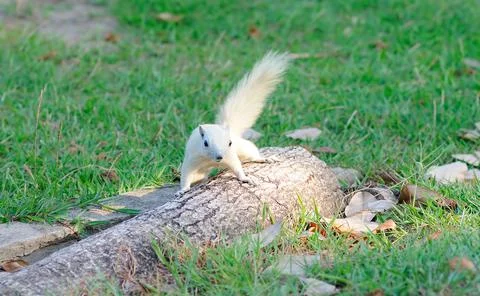 White Squirrel Stock Photos