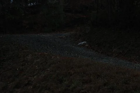 White Squirrel Running Stock Photos