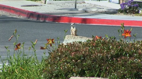 White squirrel standing upright Stock Footage 90198731