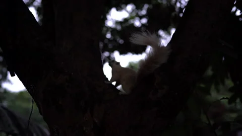 White squirrel on tree and eatting food on dark morning  Stock Footage 141385462