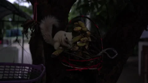 White squirrel on tree and eatting food on dark morning  Vídeos de archivo 141385728