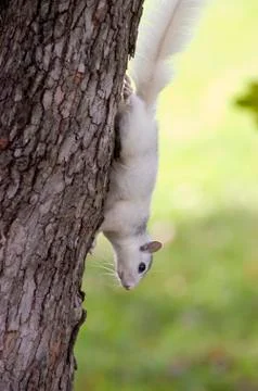 White squirrel on tree Stock Photos