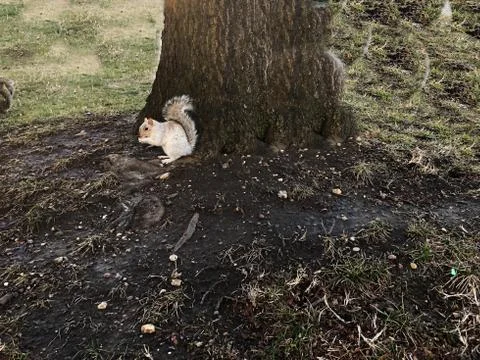 White squirrel on a tree Stock Photos