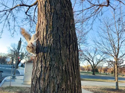 White squirrel on a tree Stock Photos