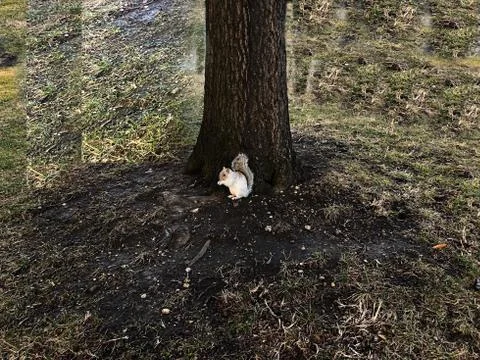 White squirrel on a tree Stock Photos