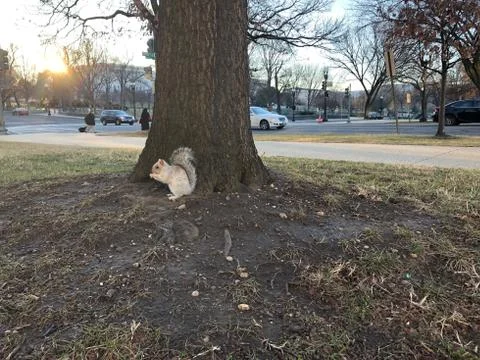 White squirrel on a tree Stock Photos