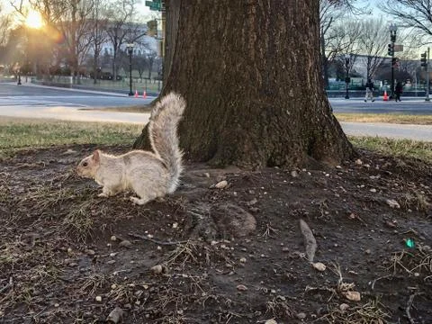 White squirrel on a tree Stock Photos