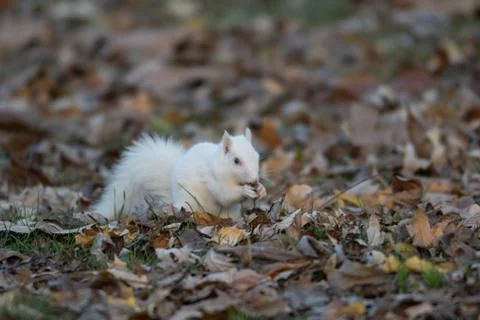 White squirrel in the woods Stock-Fotos