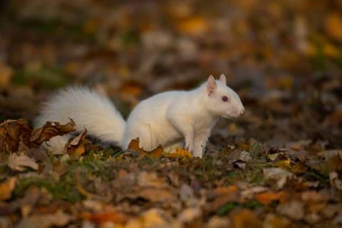 White squirrel in the woods Foto stock