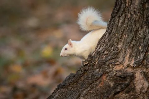 White squirrel in the woods 스톡 사진