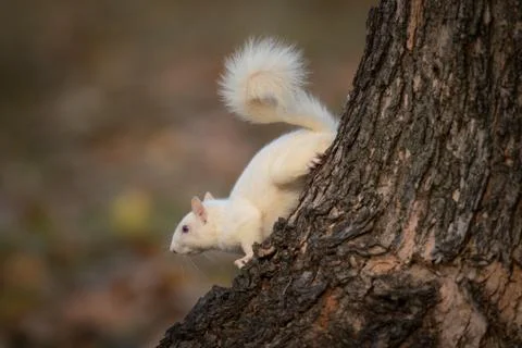 White squirrel in the woods 스톡 사진