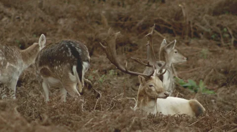White stag and deer herd grazing Fallow Video stock 33298889