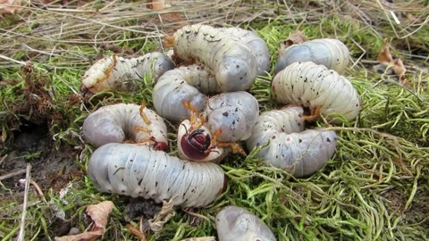 White stag beetle larvae burrow under the moss, many larvae Stock Footage 287232099