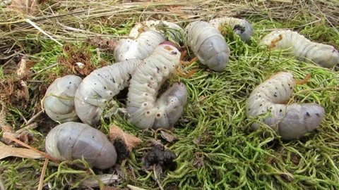 White stag beetle larvae burrow under the moss Video stock 287232103