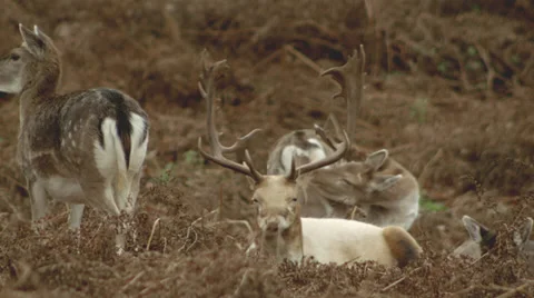 White stag grazing with fallow deer, doe's + fouls. Stock Footage 33301105