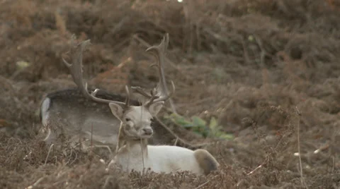 White stag startled gets up walks away with herd Stock Footage 33313512