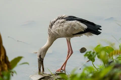 White-stained bird dips neck into shallow water Stock Photos