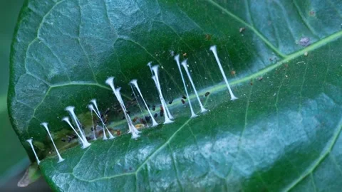 White Stalked Structures Attached to Broad Green Foliage Stock Footage 342578089