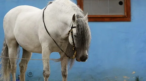 White stallion against the stable Stock Footage 50517632