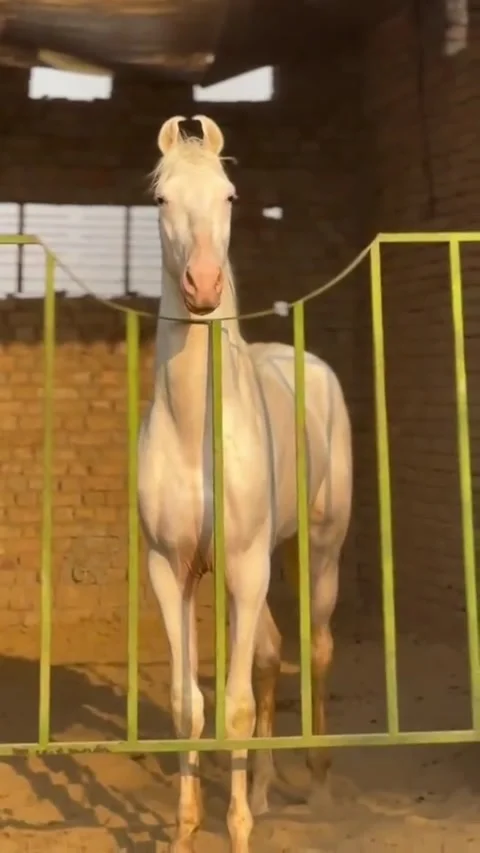 White Stallion with Curved Ears Looking at Camera. Vídeos de archivo 334304766