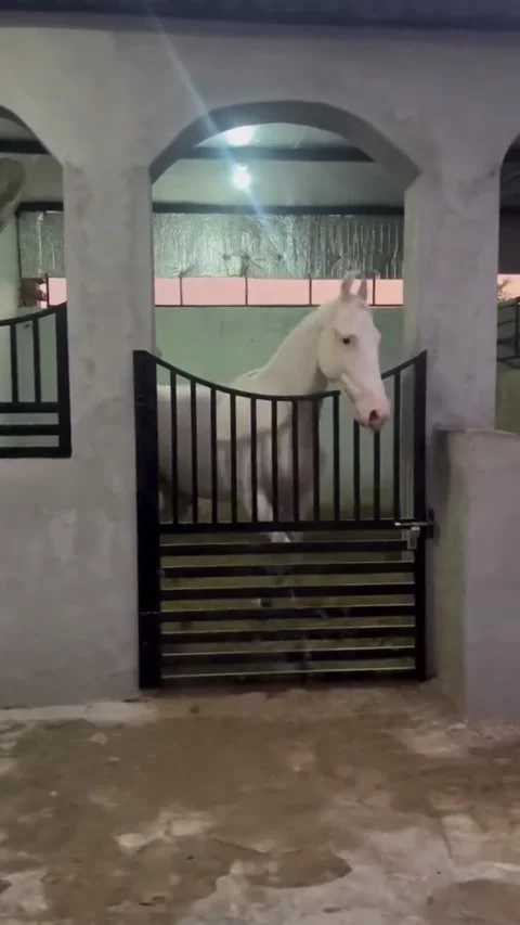 White Stallion Rearing and Dancing in Stable at Night Vídeos de archivo 332678278