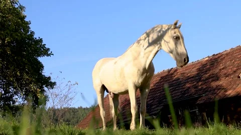 A white stallion walks through a meadow near the house in the summer evening Stock Footage 248242230