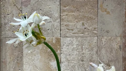 White Star of Bethlehem Flower Close Up Stone Wall Vídeos de archivo 332522146