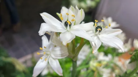 White Star of Bethlehem Flowers Close Up Vídeos de archivo 332561708