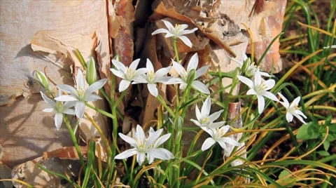 White Star of Bethlehem Flowers with River Birch in Breeze Loop Stock Footage 5115374