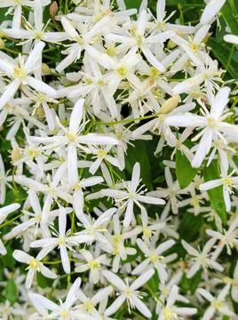 White Star Clematis Stock Photos