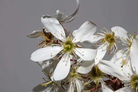 White star spring flower close up background modern high quality prints Stock Photos