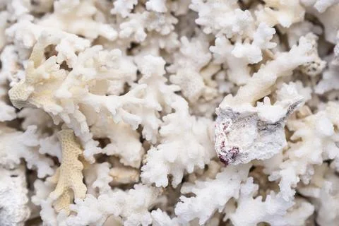 White starfish background Stock Photos