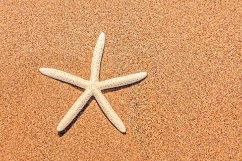 White starfish on beach Foto stock