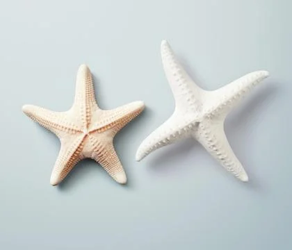 White starfish isolated 스톡 사진