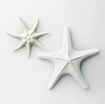 White starfish isolated 스톡 사진