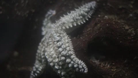 White starfish moving slowly on dark rock Stock Footage 326825827