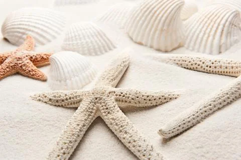 White starfish Stock Photos