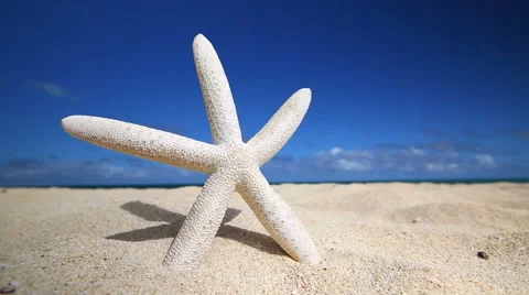 White Starfish On A Tropical Sandy Beach Stock Footage 57887252