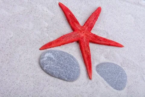 White starfishes and two shells on a sand Stock Photos