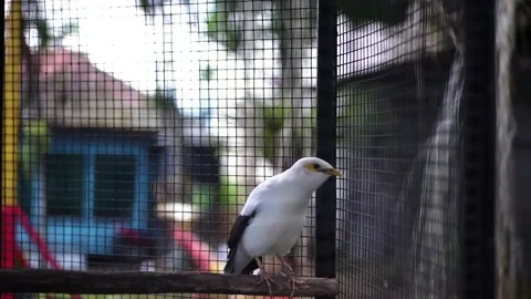 White starling Stock Footage 229821979