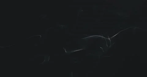  White steam rises light, graceful twists on a black background.  Stock Footage 220386646