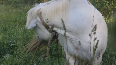 White steed eats grass Stock Footage 97225786