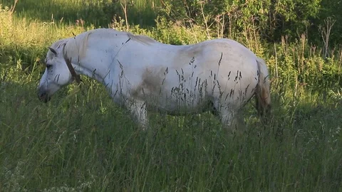 White steed Stock Footage 97218133