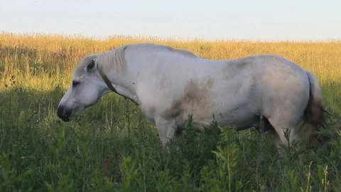 White steed snorts Stock Footage 97220713