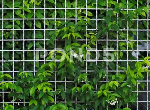 White steel grid fence covered with Wrightia religiosa Stock Photos