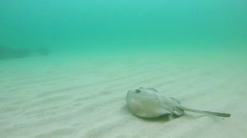 White stingray Stockbeeldmateriaal 82607576