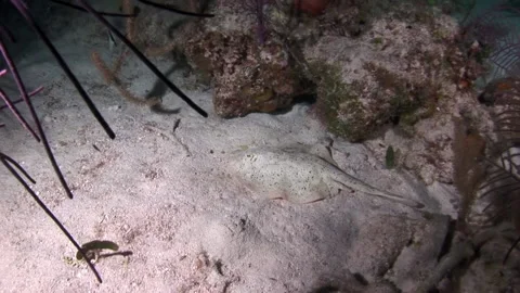 White stingray on sandy bottom close-up underwater. Stock Footage 234989133